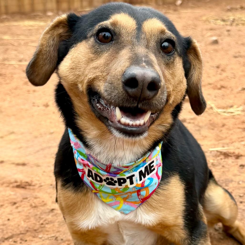 Enlarge Hollow, a Adoptable Mixed Breed in Moab, UT image 6/6