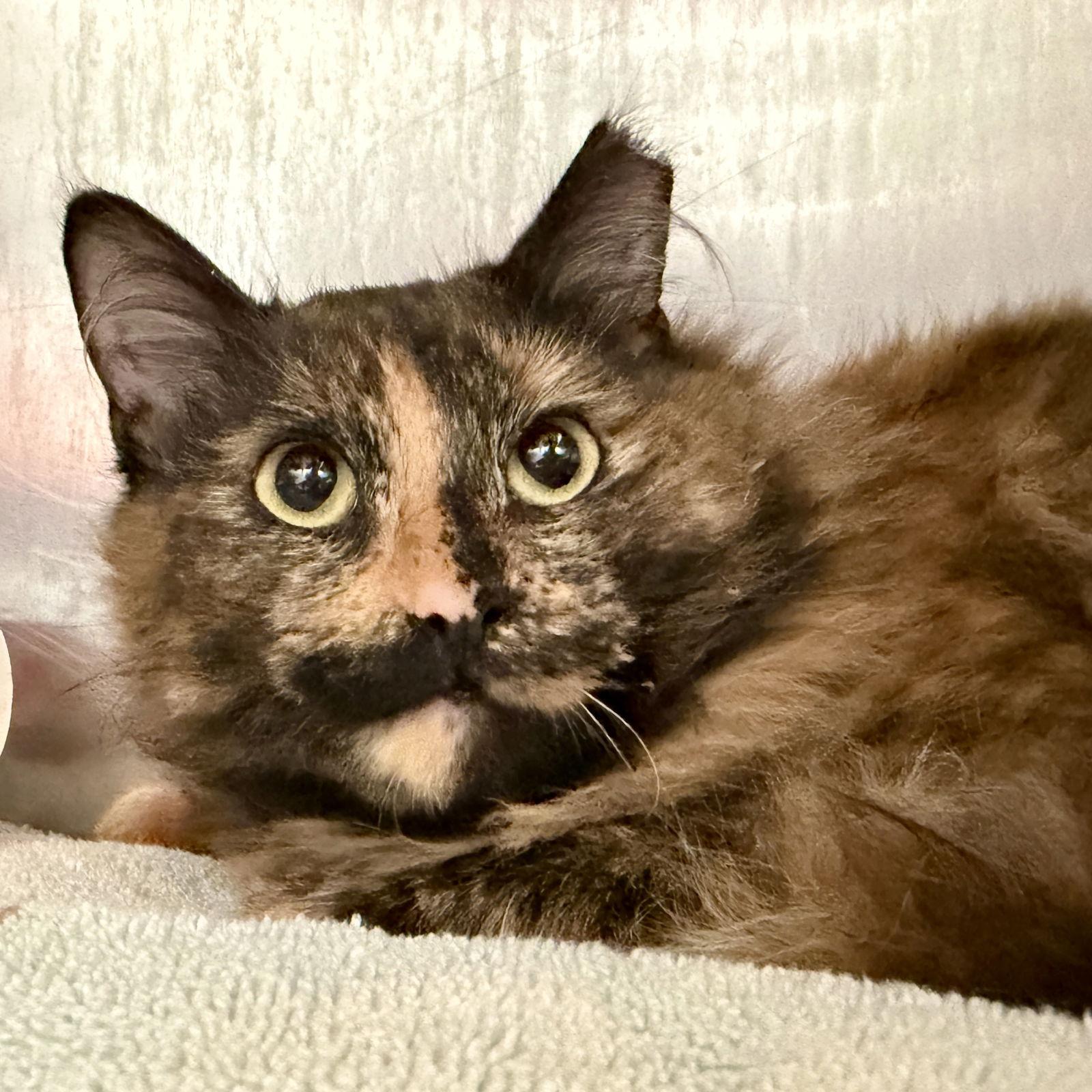 Tiger Lily, Adopted, Kitten Female Domestic Medium Hair.