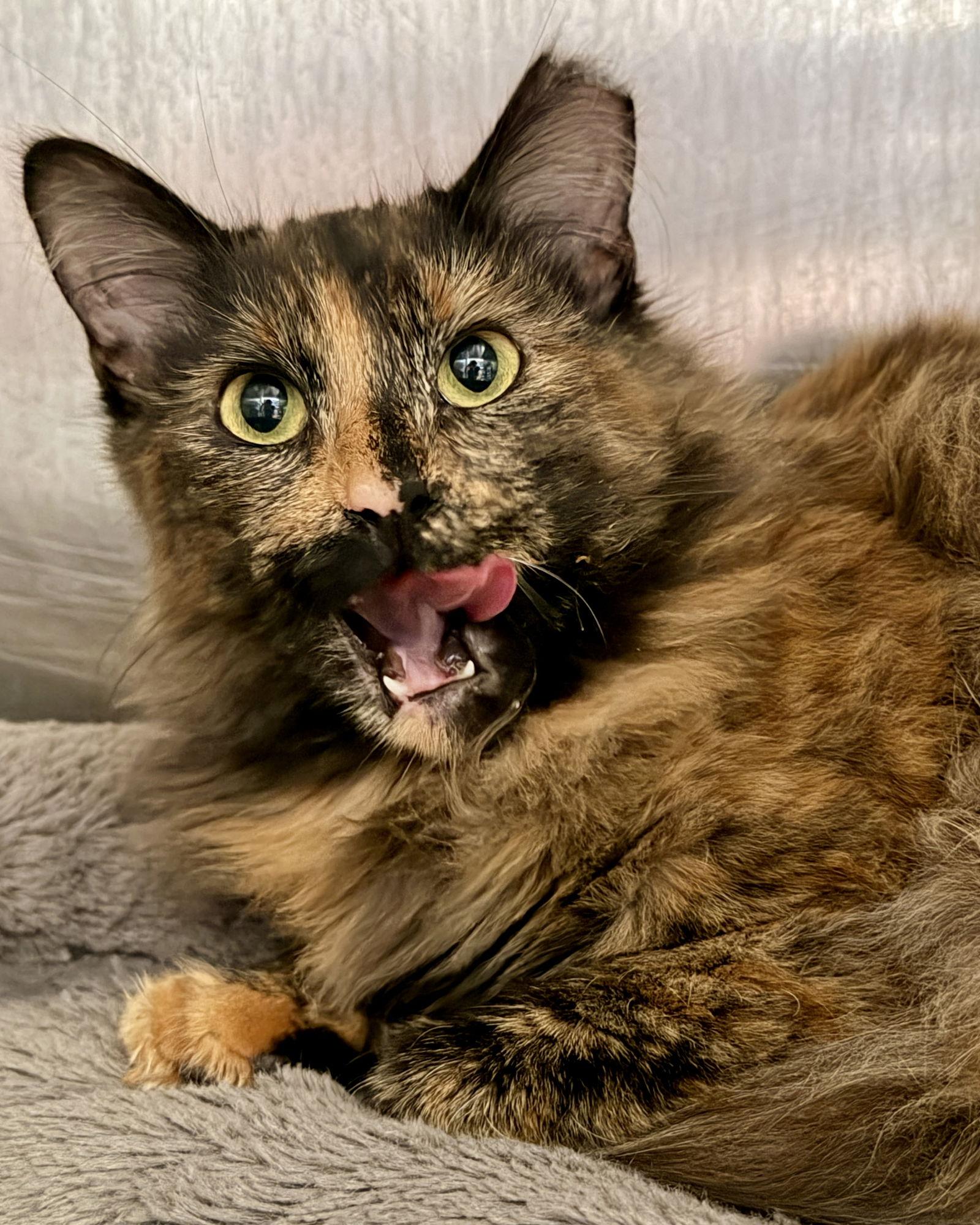 Enlarge Tiger Lily, a Adopted Domestic Medium Hair in Oakland, CA image 3/3