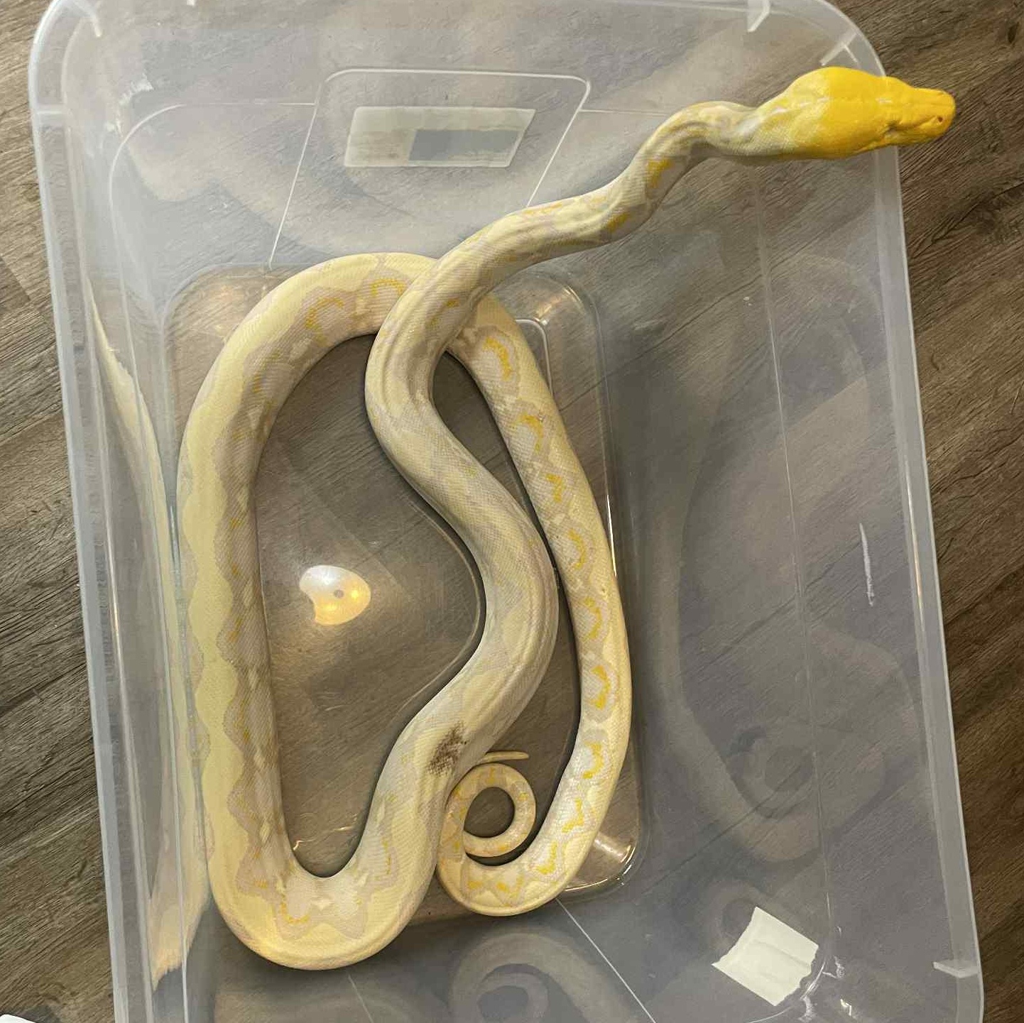 Enlarge Bodhi, an adoptable Python in Durham, NC image 2/2