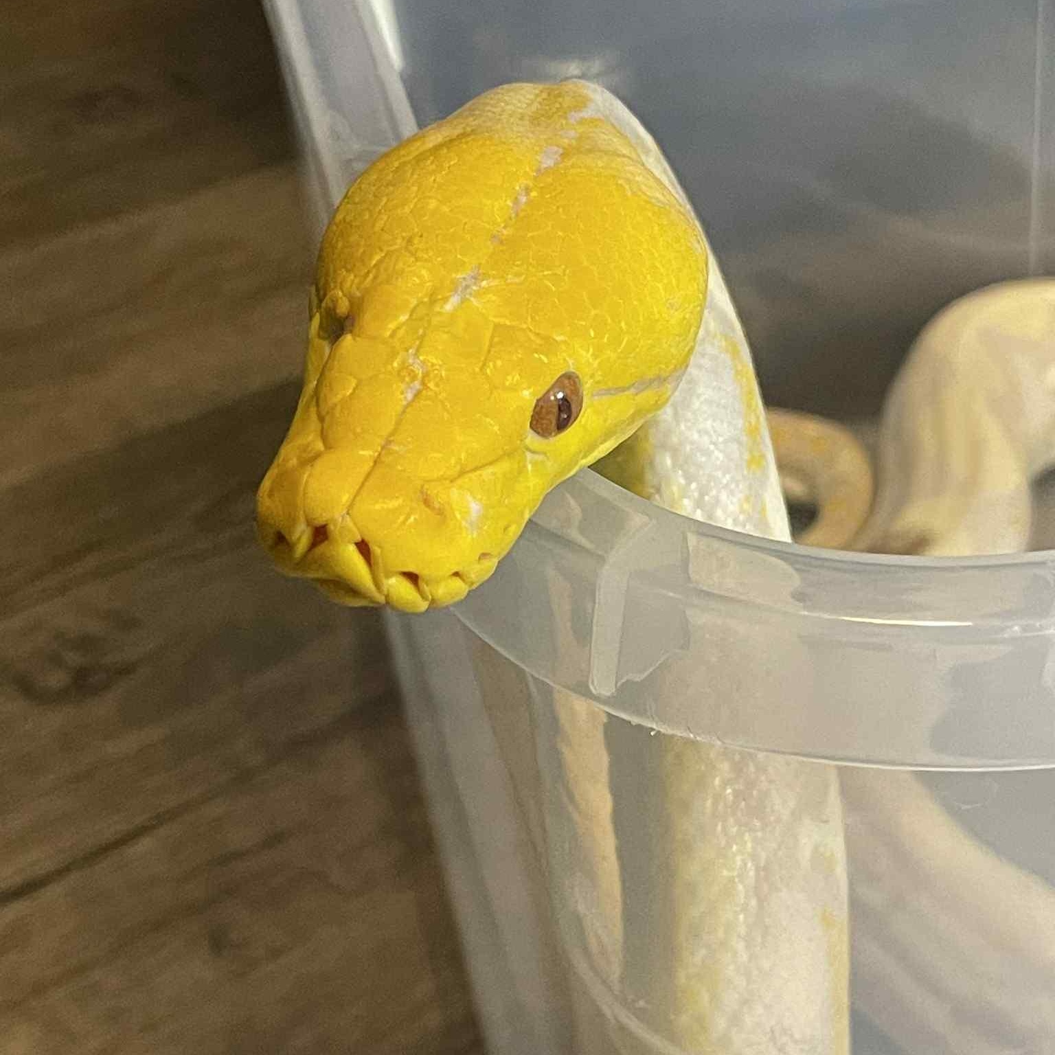 Bodhi, adoptable, Young Female Python.