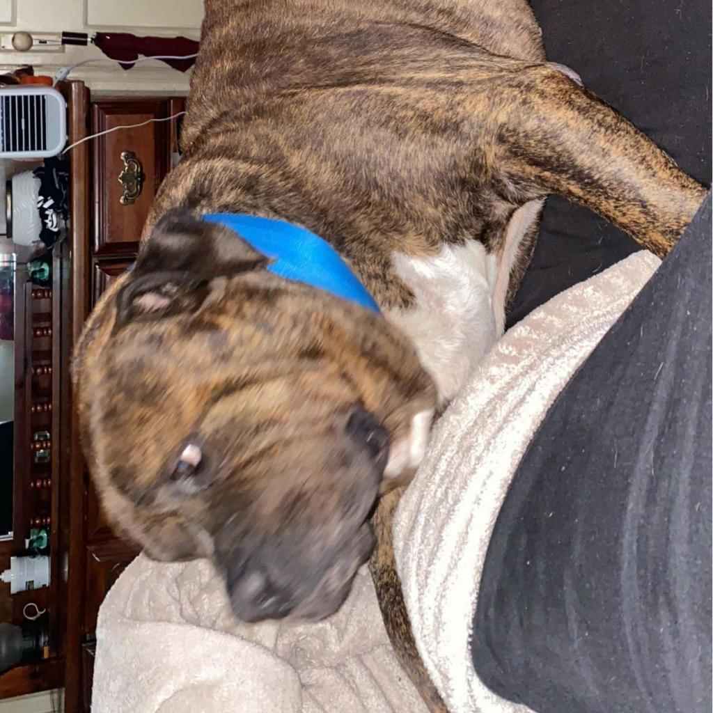 Enlarge Floyd, a Adoptable American Bulldog in Sherwood, OR image 1/1