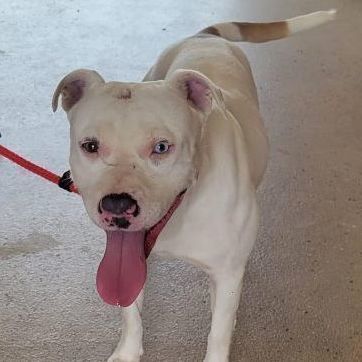 Queenie - foster or adopt, a Adoptable Terrier in Rochester, NY image 3/6