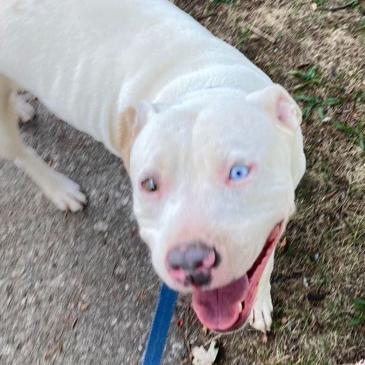 Queenie - foster or adopt, a Adoptable Terrier in Rochester, NY image 4/6