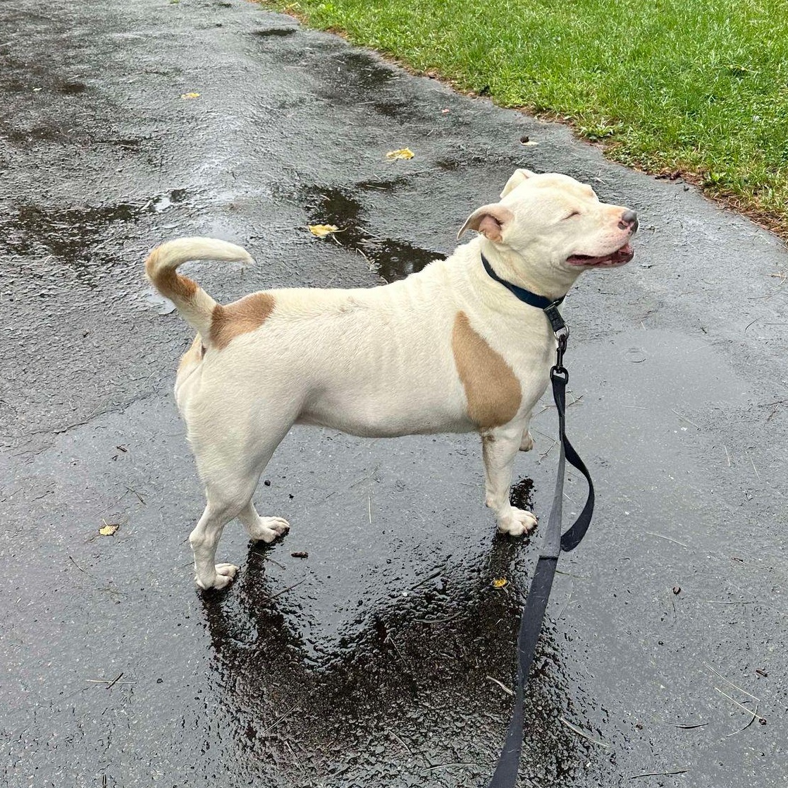 Enlarge Queenie: Adopt or Forever Foster, a Adoptable mixed breed in Rochester, NY image 6/6