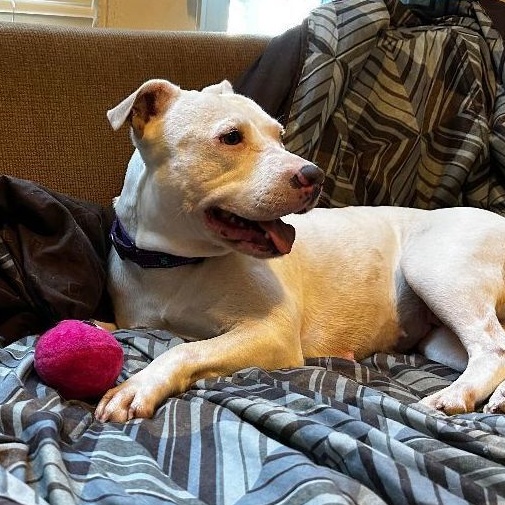 Queenie - foster or adopt, a Adoptable Terrier in Rochester, NY image 5/6