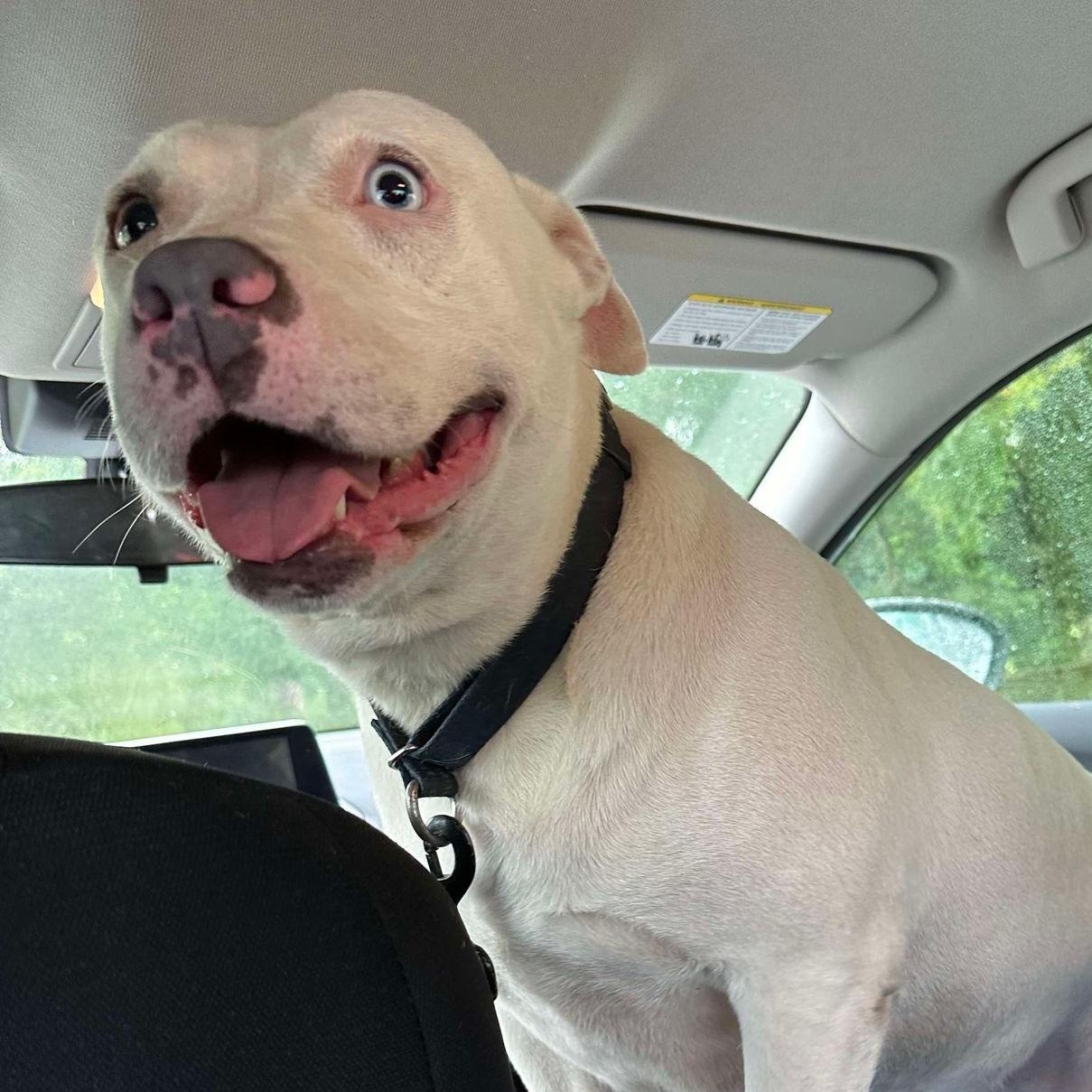 Enlarge Queenie: Adopt or Forever Foster, a Adoptable mixed breed in Rochester, NY image 4/6