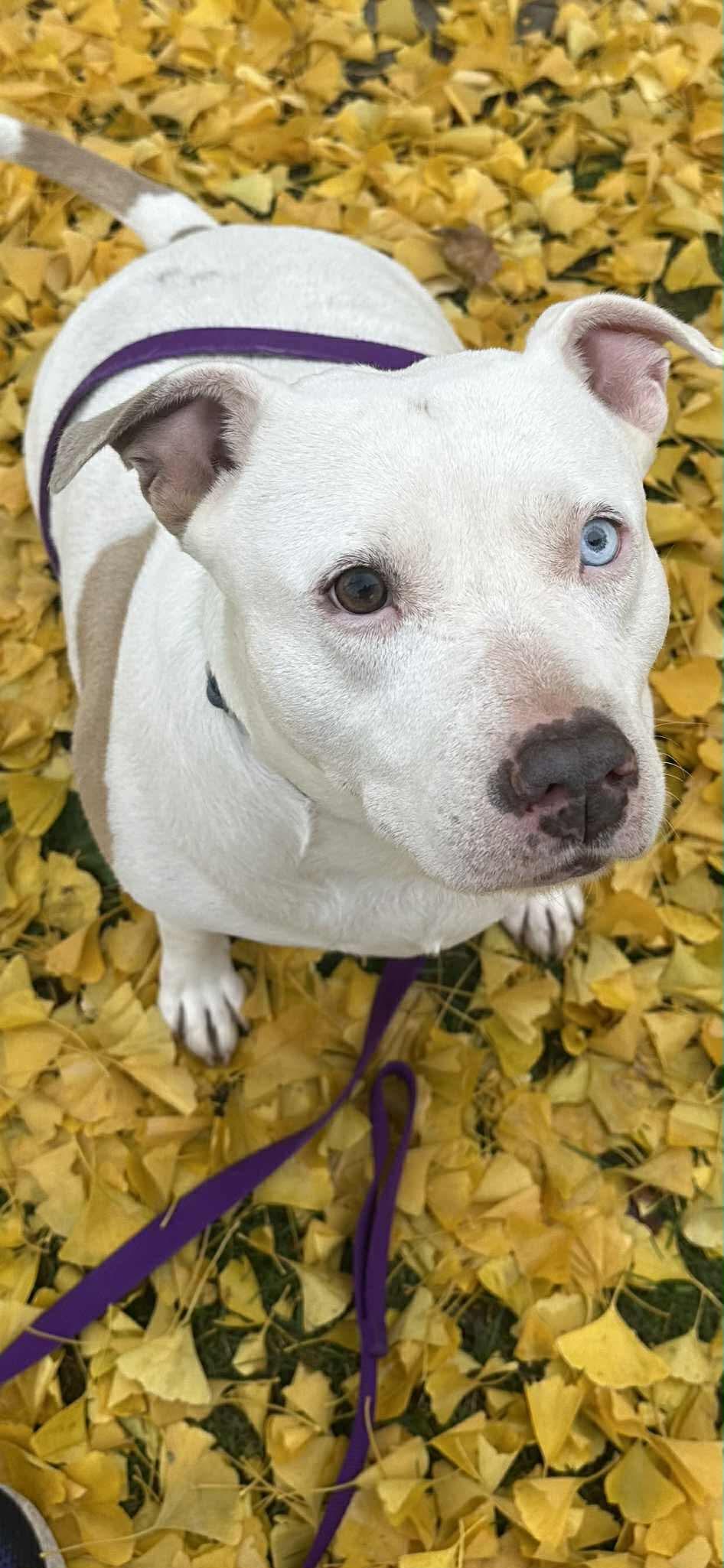 Queenie - foster or adopt