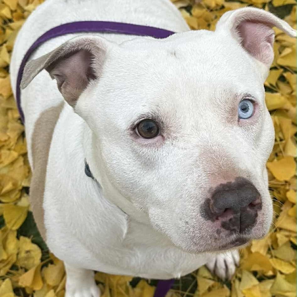 Queenie - foster or adopt, a Adoptable Terrier in Rochester, NY image 1/6