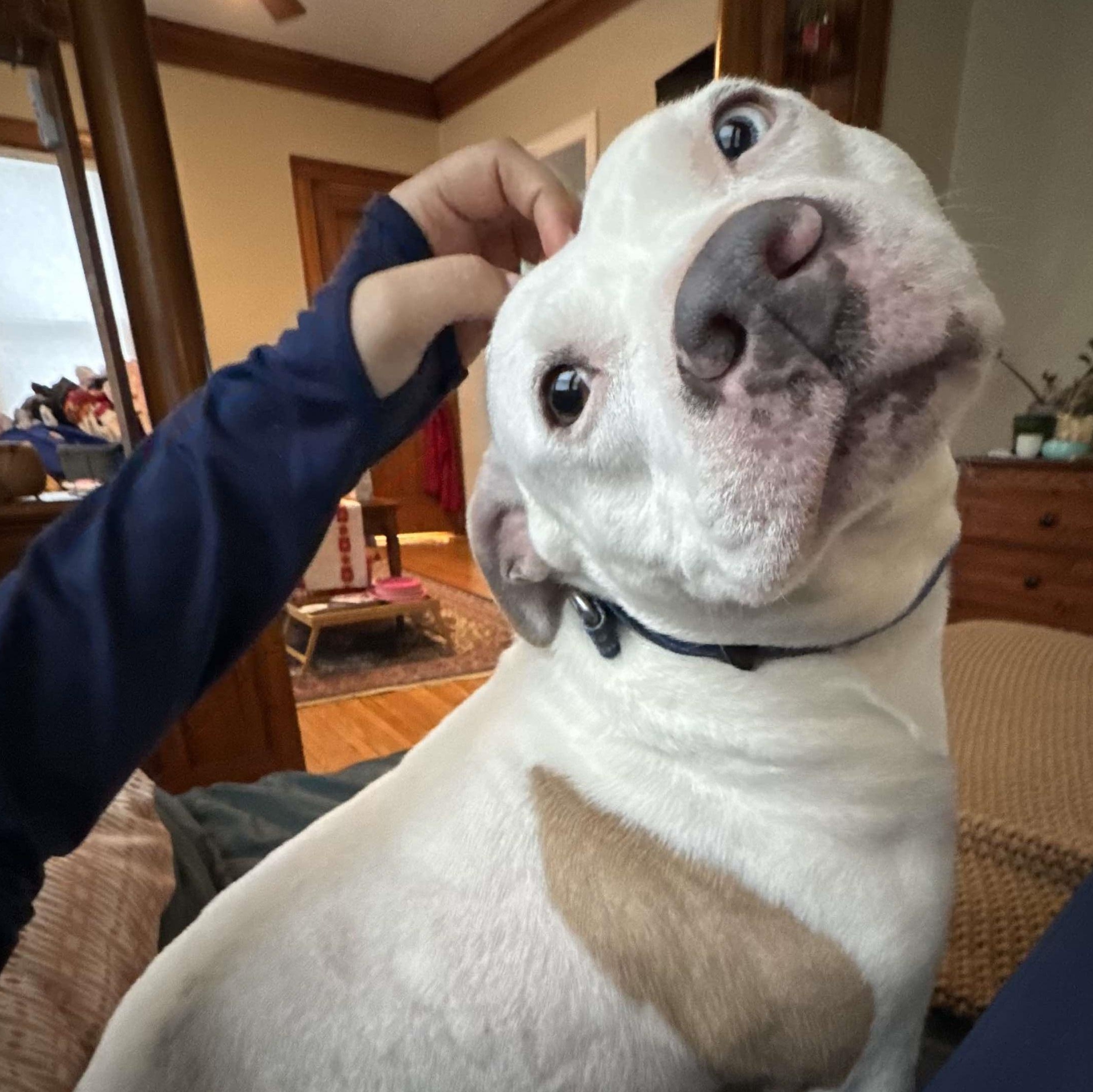 Enlarge Queenie: Adopt or Forever Foster, a Adoptable mixed breed in Rochester, NY image 1/6