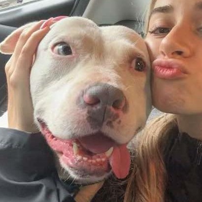 Enlarge Queenie: Adopt or Forever Foster, a Adoptable mixed breed in Rochester, NY image 2/6