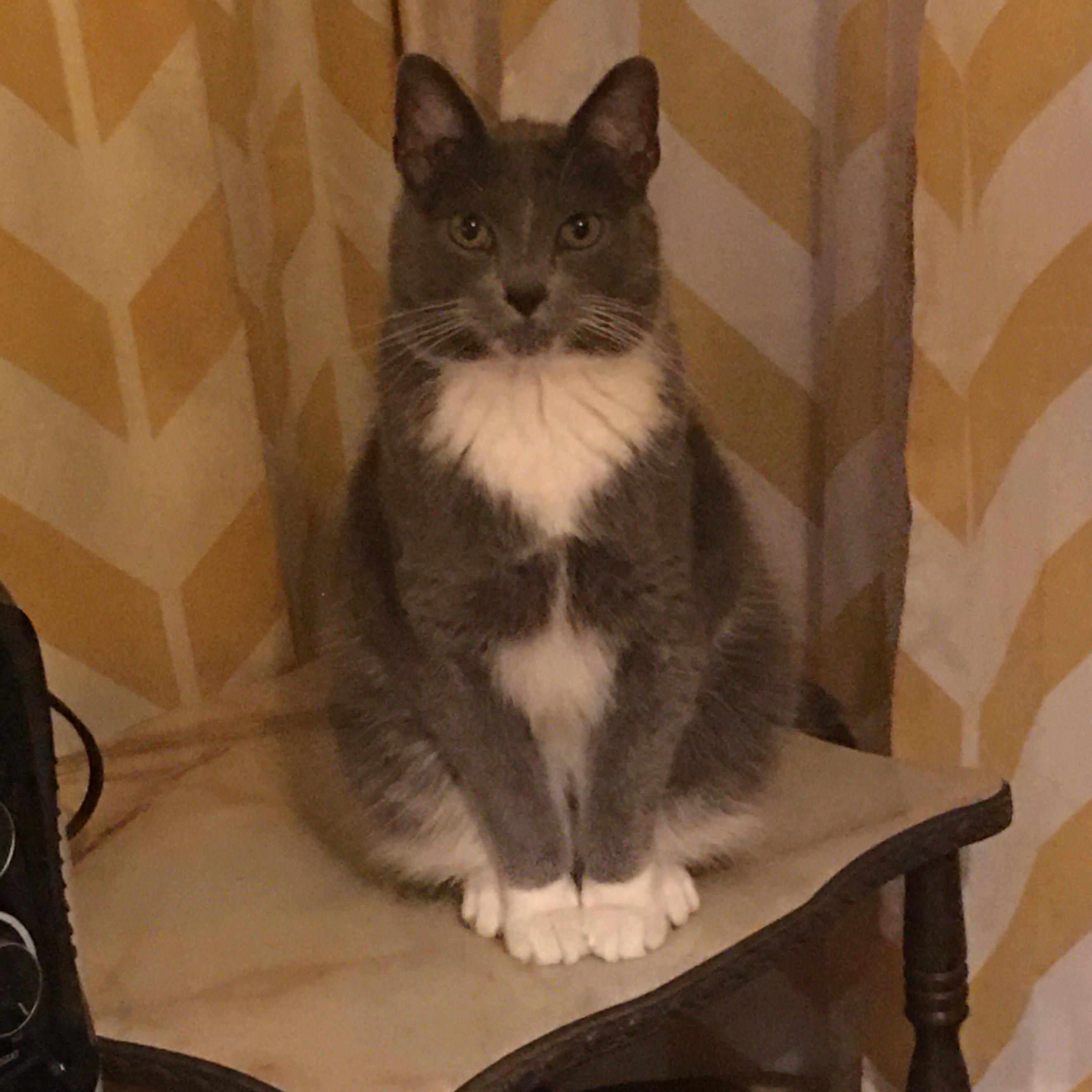 Smokey, Adult Male unknown