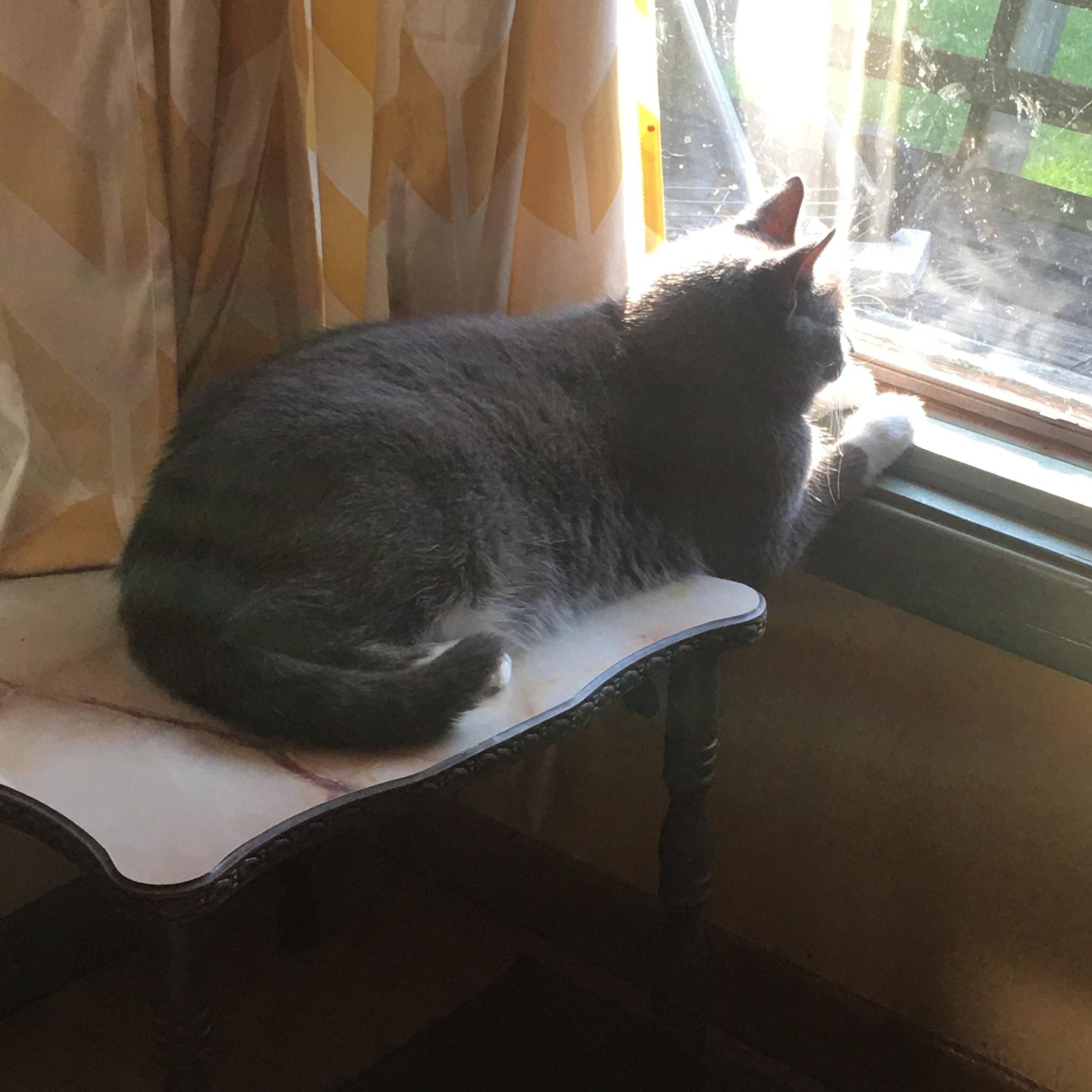 Smokey photo 3
