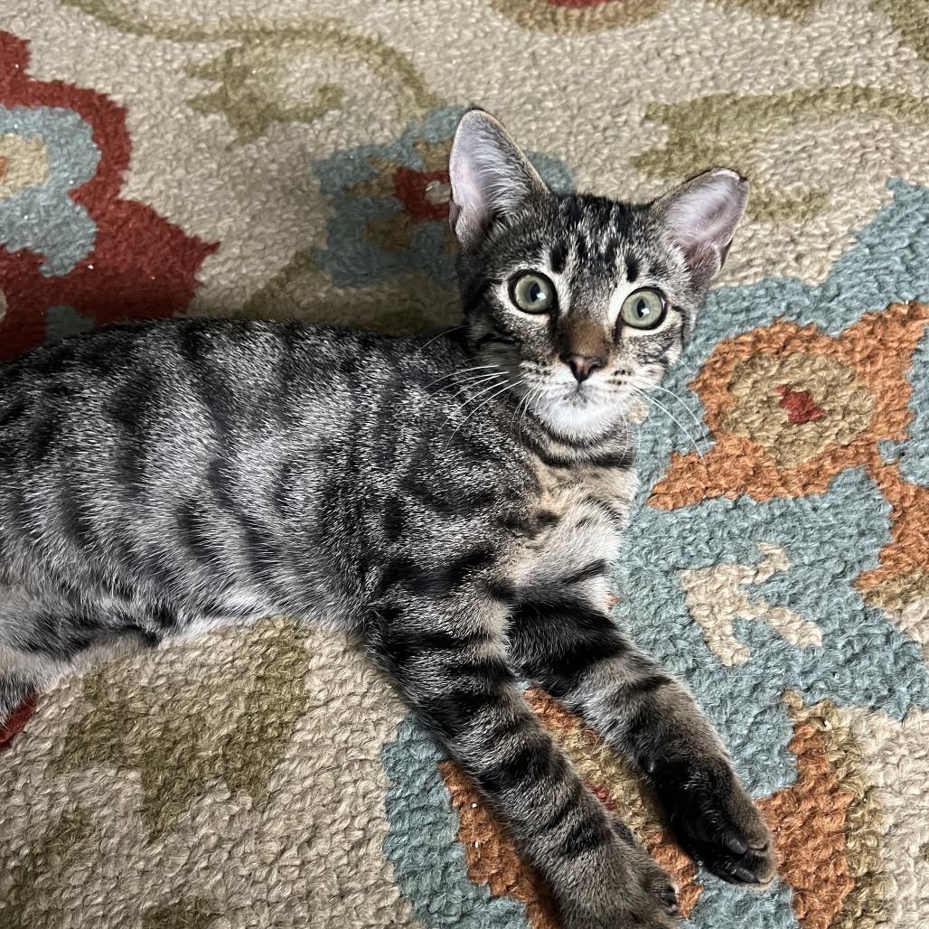 Roger, Adoptable, Kitten Male Domestic Short Hair.