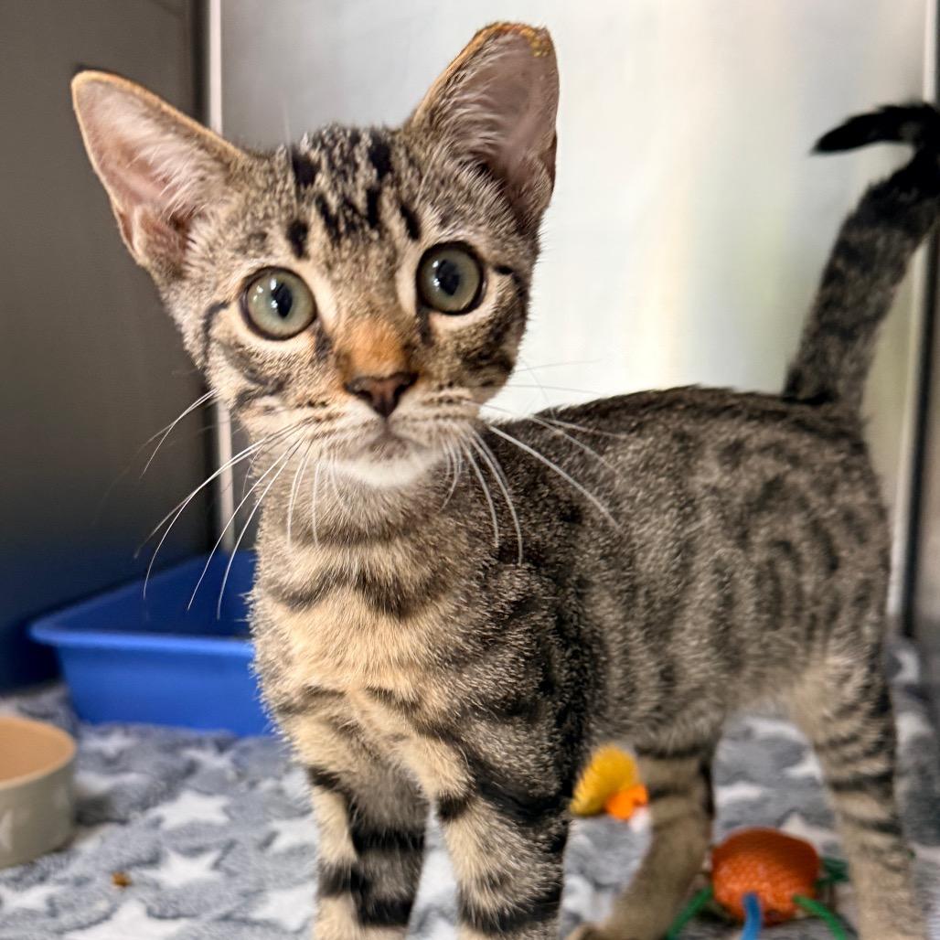 Enlarge Roger, a Adoptable Domestic Short Hair in Jupiter, FL image 2/3