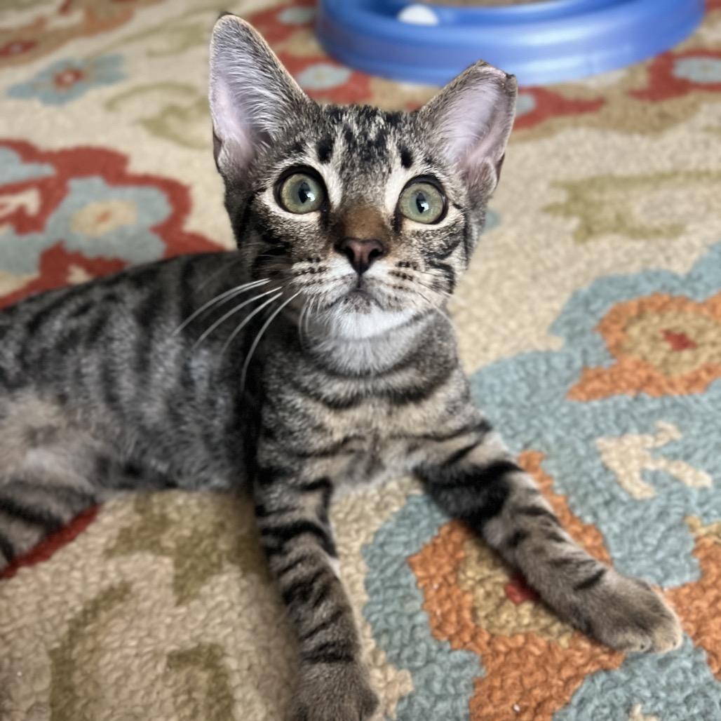 Enlarge Roger, a Adoptable Domestic Short Hair in Jupiter, FL image 3/3