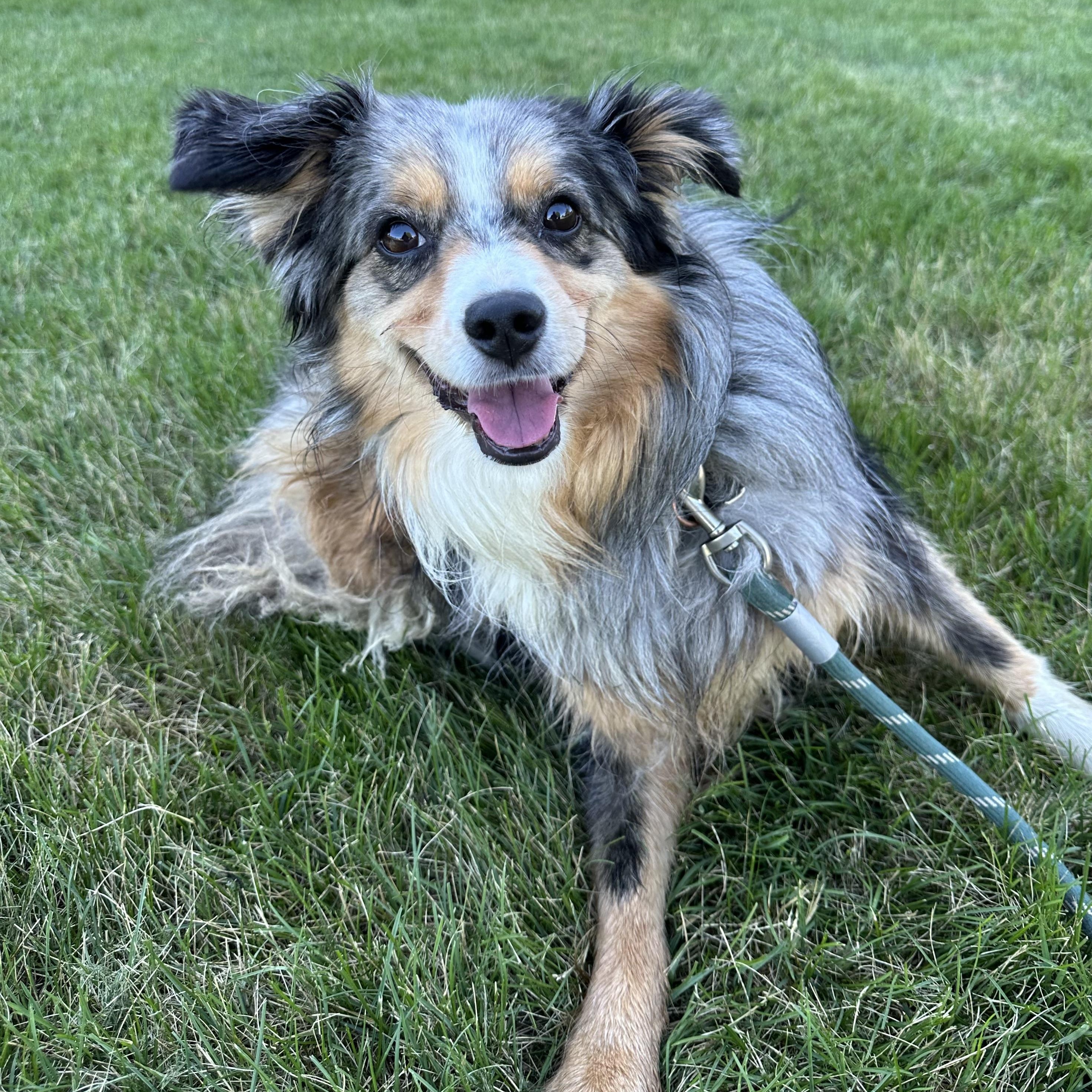 Luna, a ADOPTABLE Australian Shepherd in Hartland, WI image 4/6
