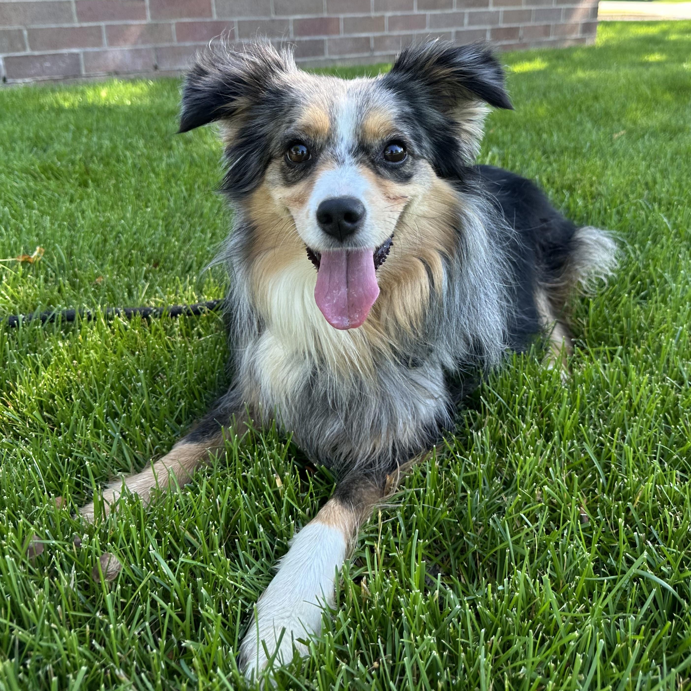 Luna, a ADOPTABLE Australian Shepherd in Hartland, WI image 2/6