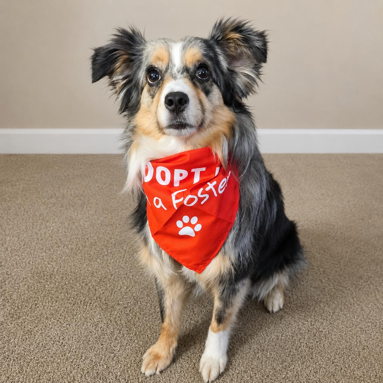Luna, a ADOPTABLE Australian Shepherd in Hartland, WI image 5/6