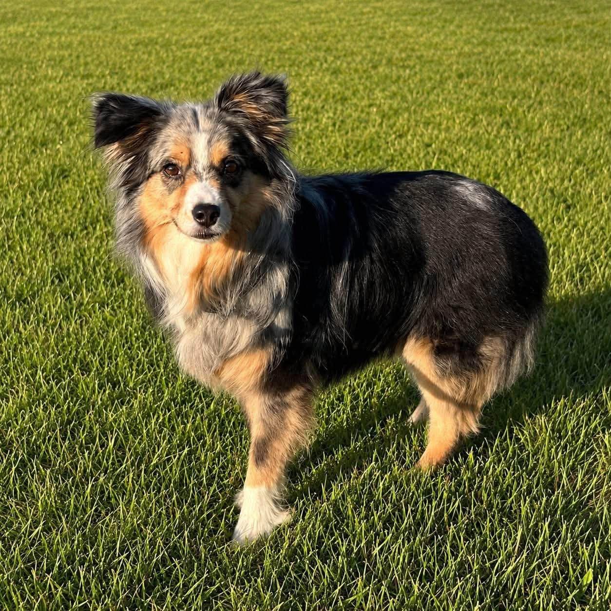 Luna, ADOPTABLE, Young Female Australian Shepherd.