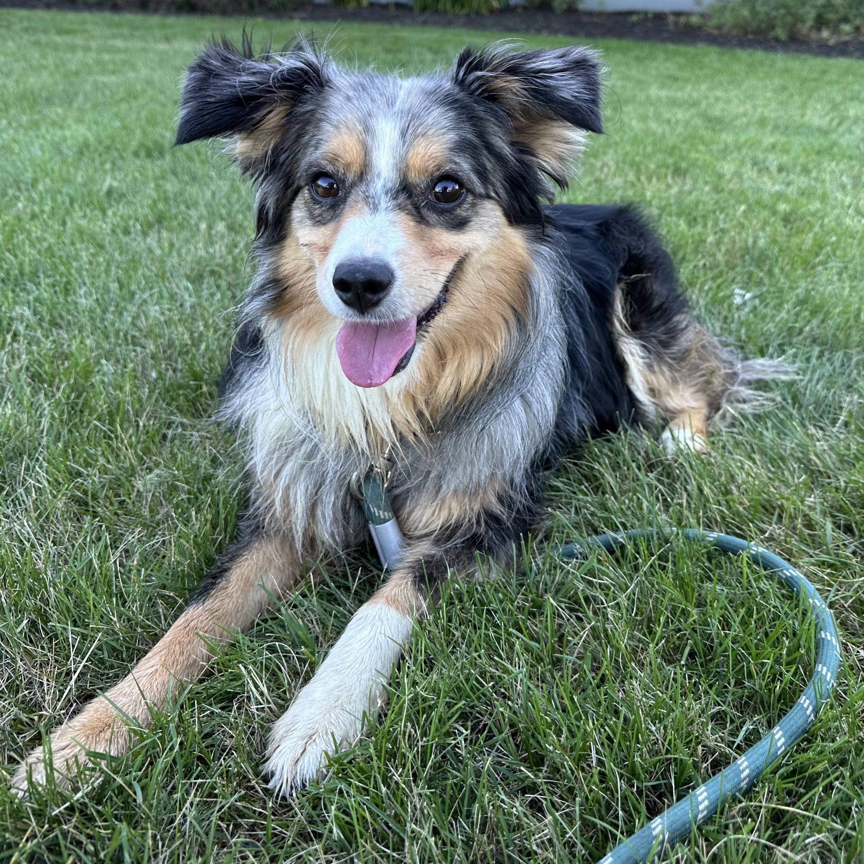 Luna, a ADOPTABLE Australian Shepherd in Hartland, WI image 3/6