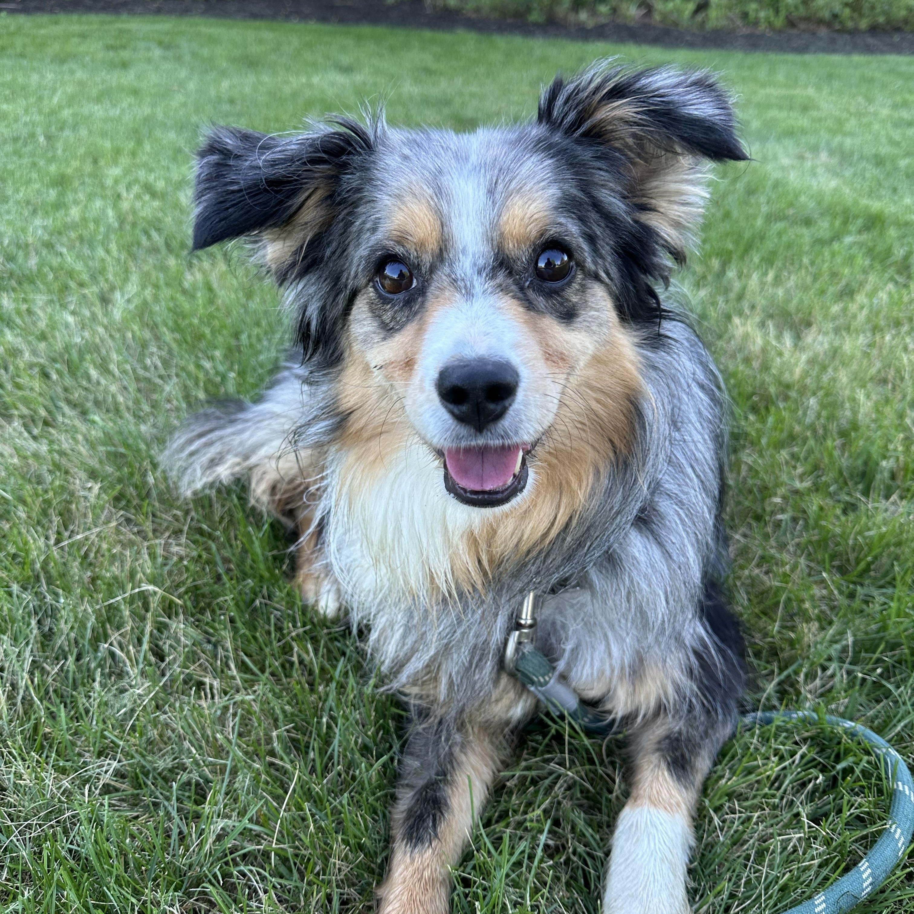 Luna, ADOPTABLE, Young Female Australian Shepherd.