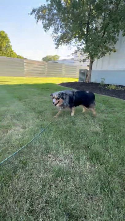 Enlarge Luna, a ADOPTABLE Australian Shepherd in Hartland, WI video 6/6