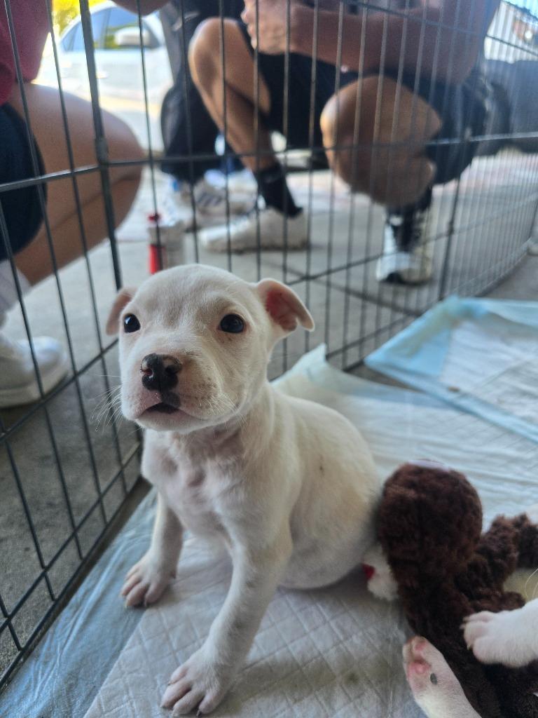 Reilly, Adopted, Puppy Female American Staffordshire Terrier & Mixed Breed.