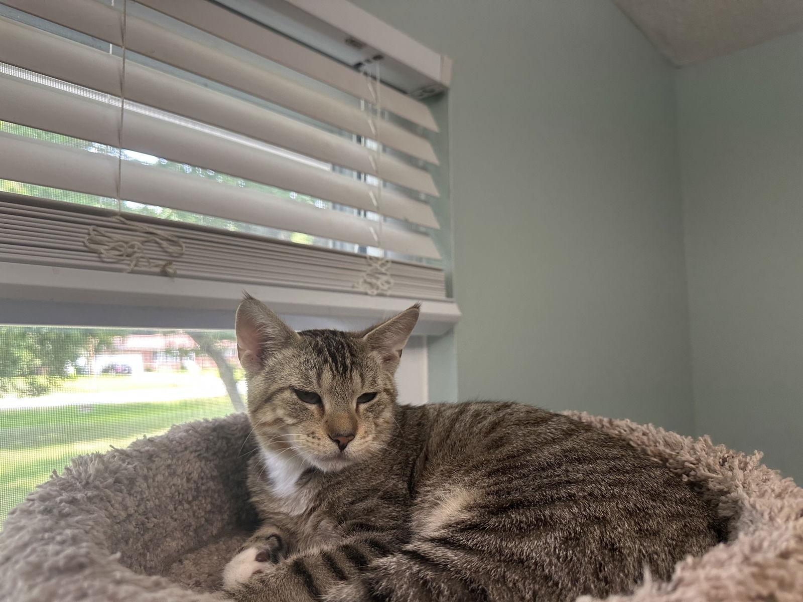 ALFIE, Adoptable, Kitten Male Domestic Short Hair.