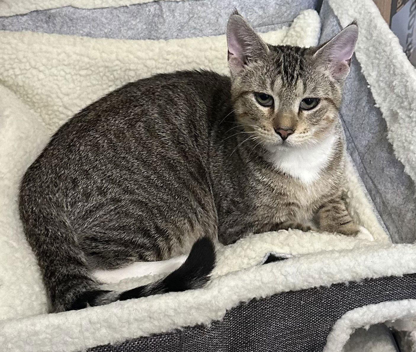 Enlarge ALFIE, a Adoptable Domestic Short Hair in Northfield, OH image 2/3