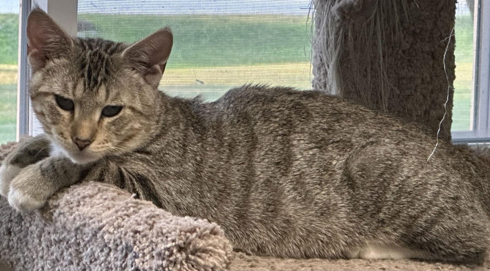 Enlarge ALFIE, a Adoptable Domestic Short Hair in Northfield, OH image 3/3