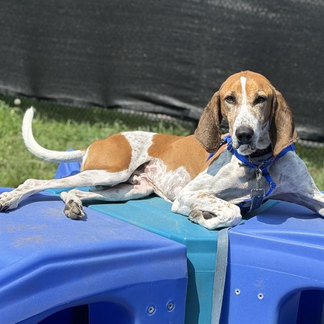 BAYOU, Adoptable, Adult Male English Coonhound & Mixed Breed.