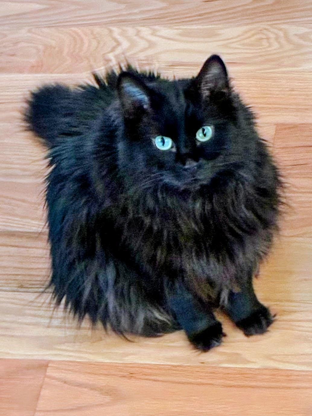 Shadow, ADOPTABLE, Adult Female Domestic Long Hair.