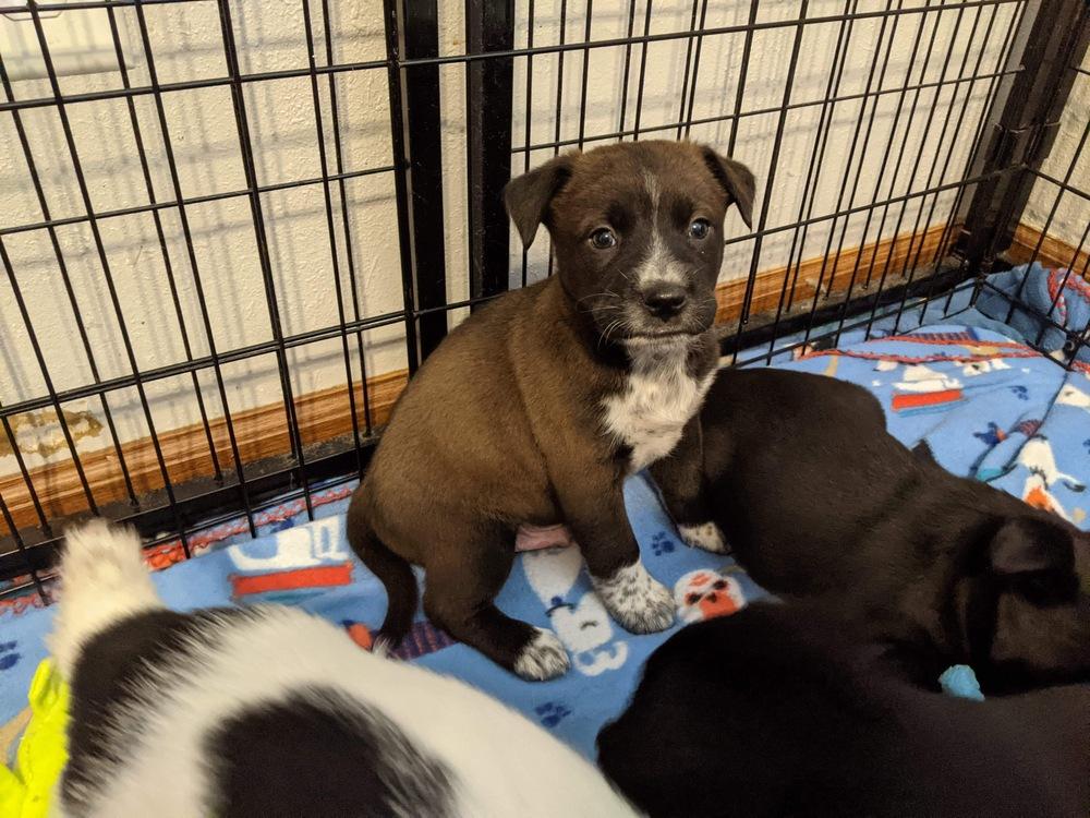 Enlarge Tracker, a Adopted mixed breed in Sealy, TX image 1/1