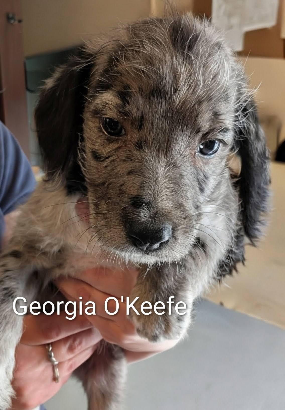 Georgia O'Keefe (female) - Works of Art Litter, adopted, Puppy Female Catahoula Leopard Dog.