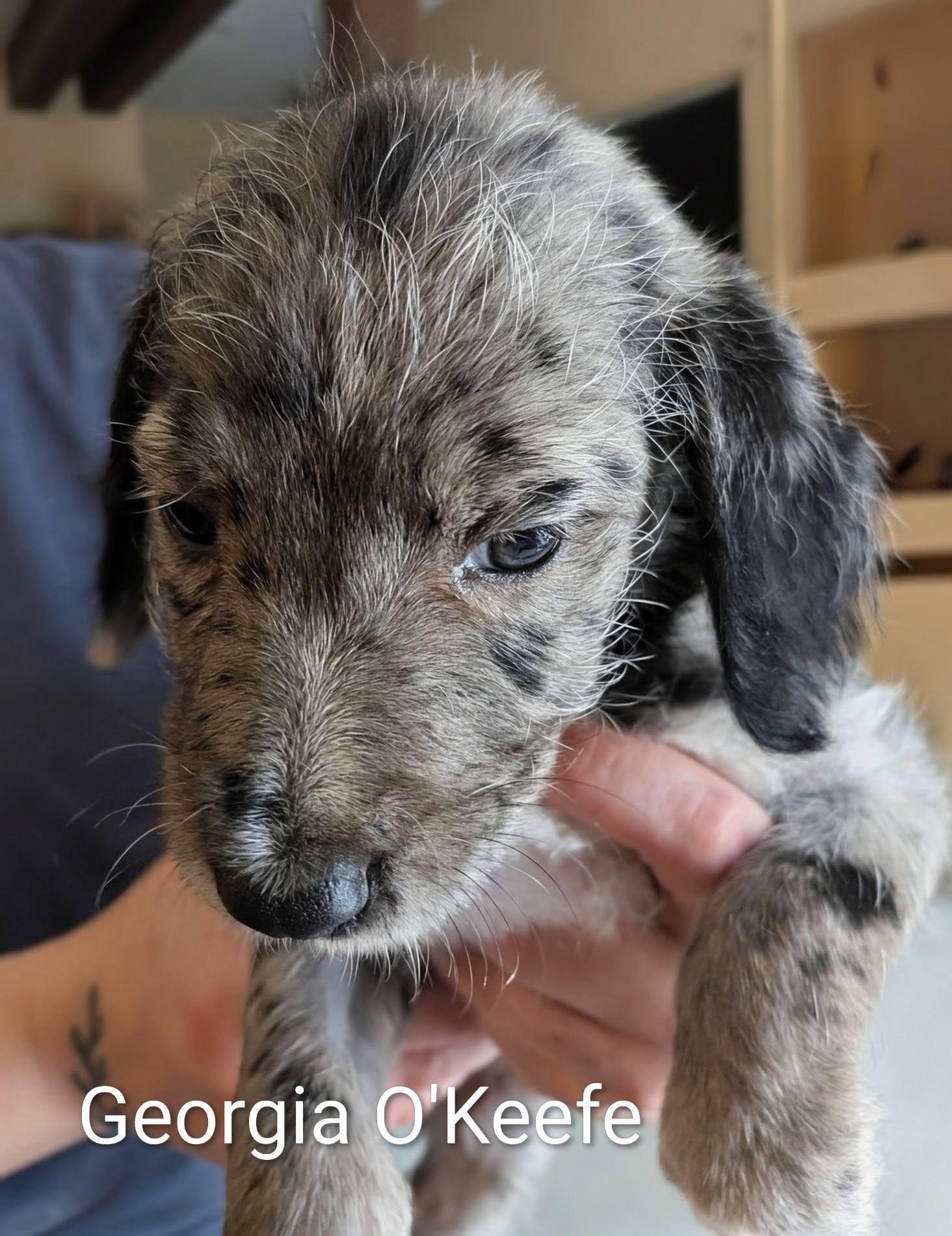 Enlarge Georgia O'Keefe (female) - Works of Art Litter, an adopted Catahoula Leopard Dog in Amelia, OH image 3/5