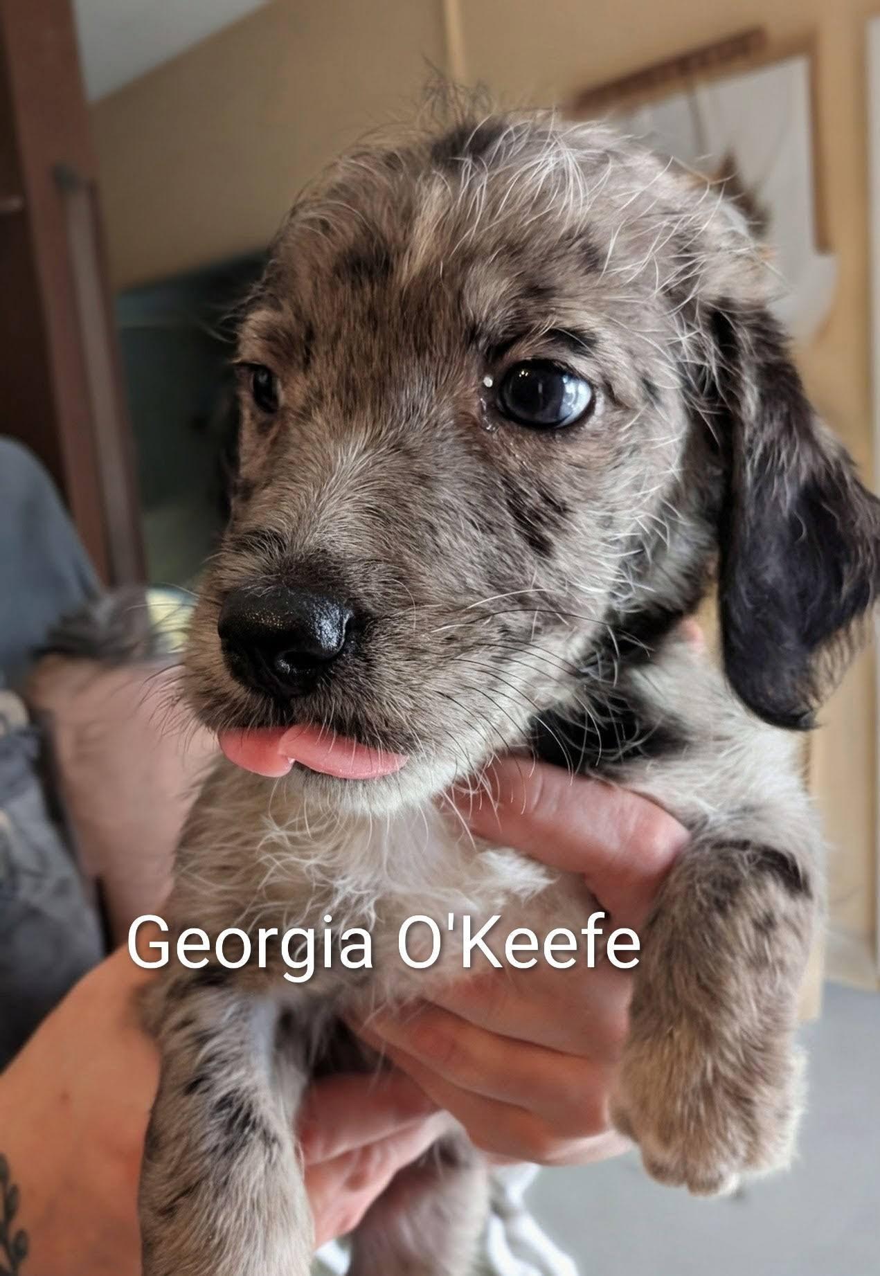 Enlarge Georgia O'Keefe (female) - Works of Art Litter, an adopted Catahoula Leopard Dog in Amelia, OH image 4/5