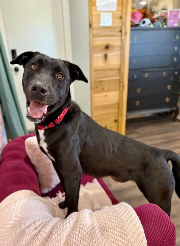 Millie May so Sweet she Melts Hearts — thumbnail 2