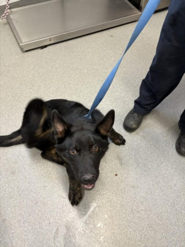 A210046, Adoptable, Adult Male German Shepherd Dog.