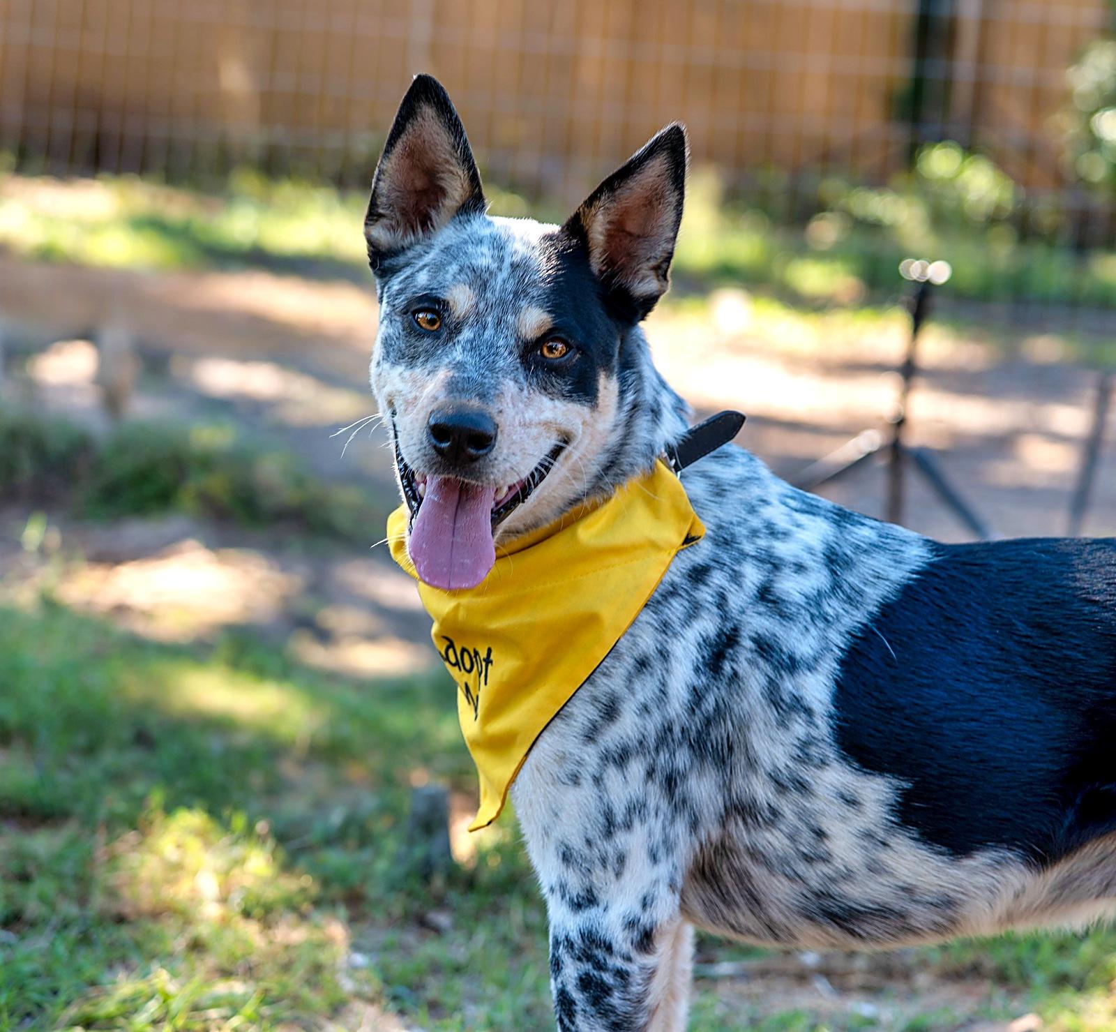 Enlarge Archer, a Adopted mixed breed in Missoula, MT image 2/6