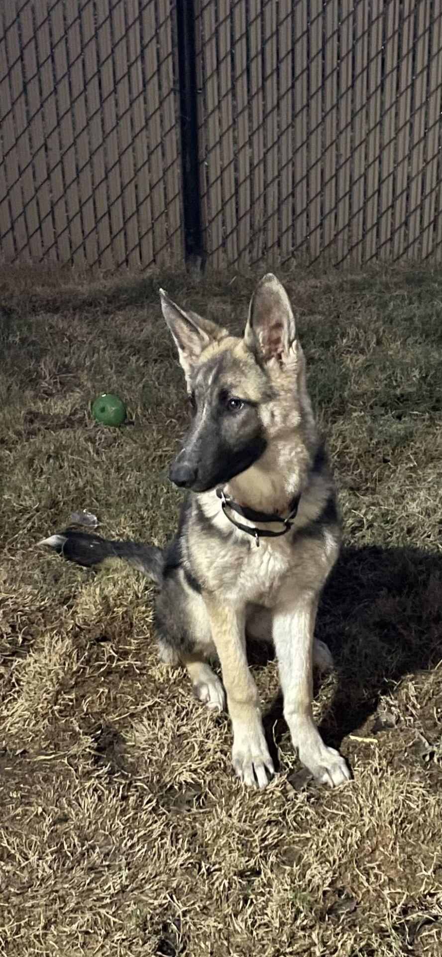 Luna, an adopted German Shepherd Dog in New Rochelle, NY image 1/3