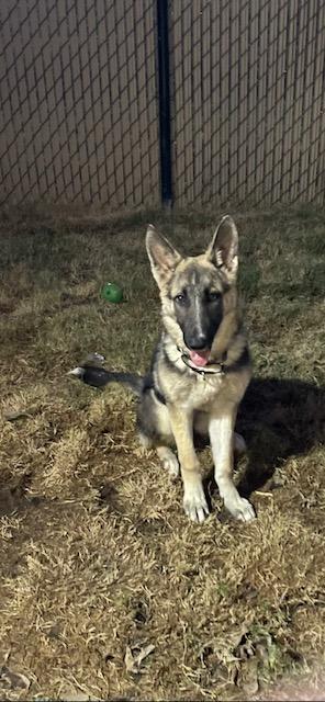 Luna, an adopted German Shepherd Dog in New Rochelle, NY image 2/3
