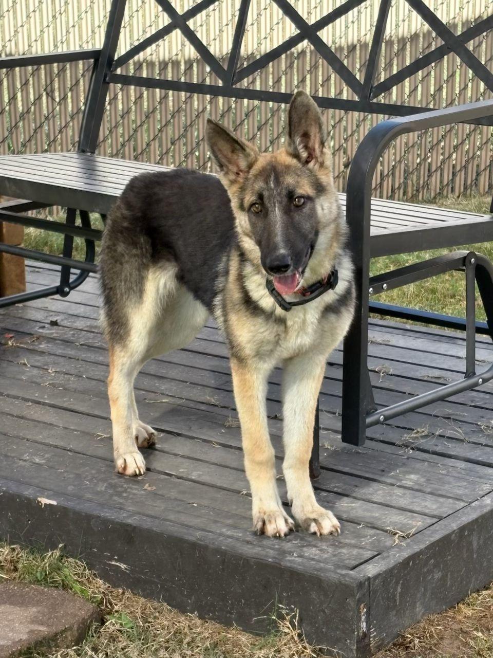Luna, an adopted German Shepherd Dog in New Rochelle, NY image 3/3