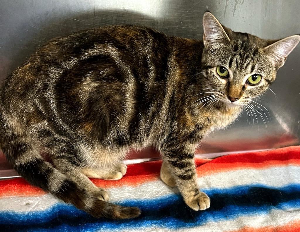 Gaia, Adoptable, Young Female Domestic Short Hair.