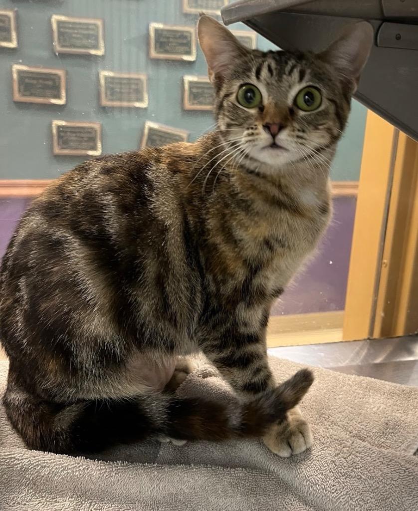 Enlarge Gaia, a Adoptable mixed breed in Little Rock, AR image 2/2