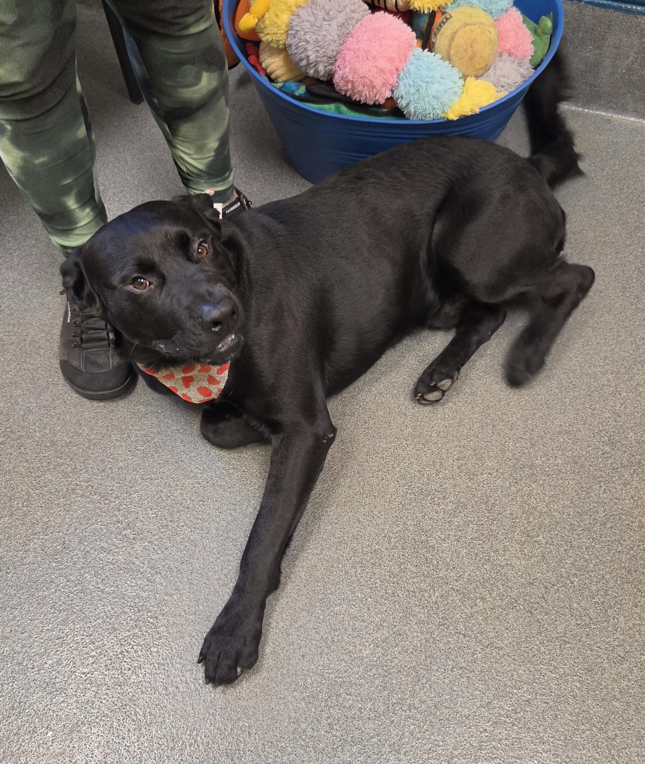 Enlarge Obsessed with Obsidian, a Adoptable mixed breed in Amherst, VA image 6/6