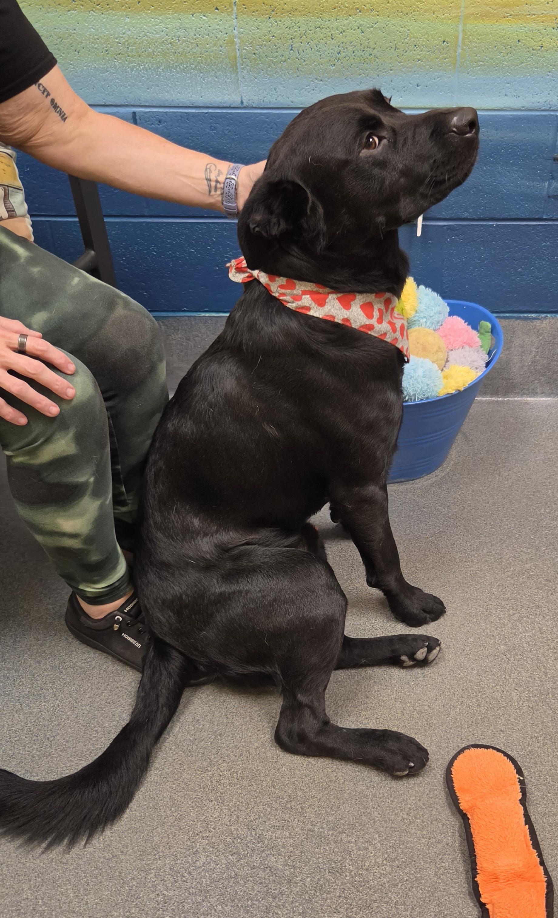 Enlarge Obsessed with Obsidian, a Adoptable mixed breed in Amherst, VA image 4/6