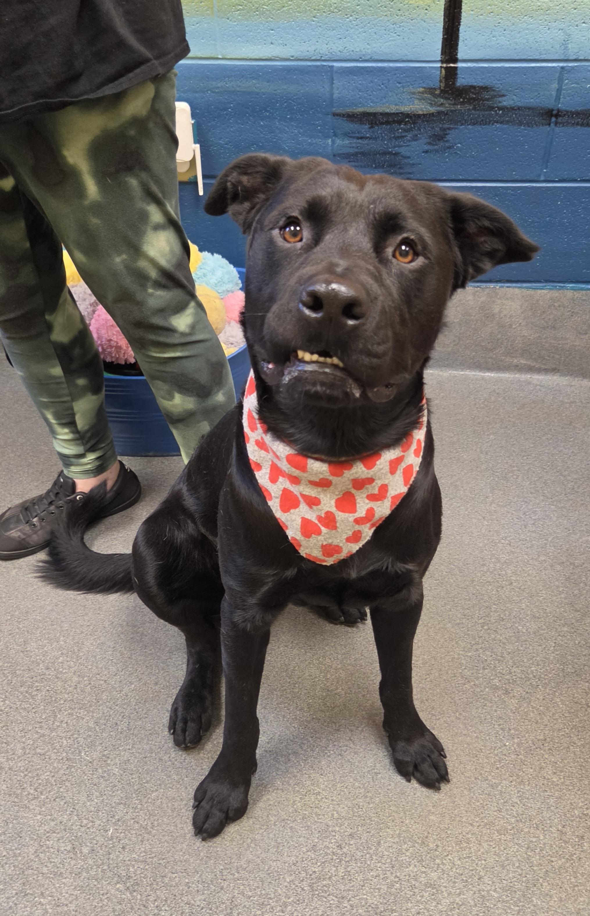 Enlarge Obsessed with Obsidian, a Adoptable mixed breed in Amherst, VA image 2/6