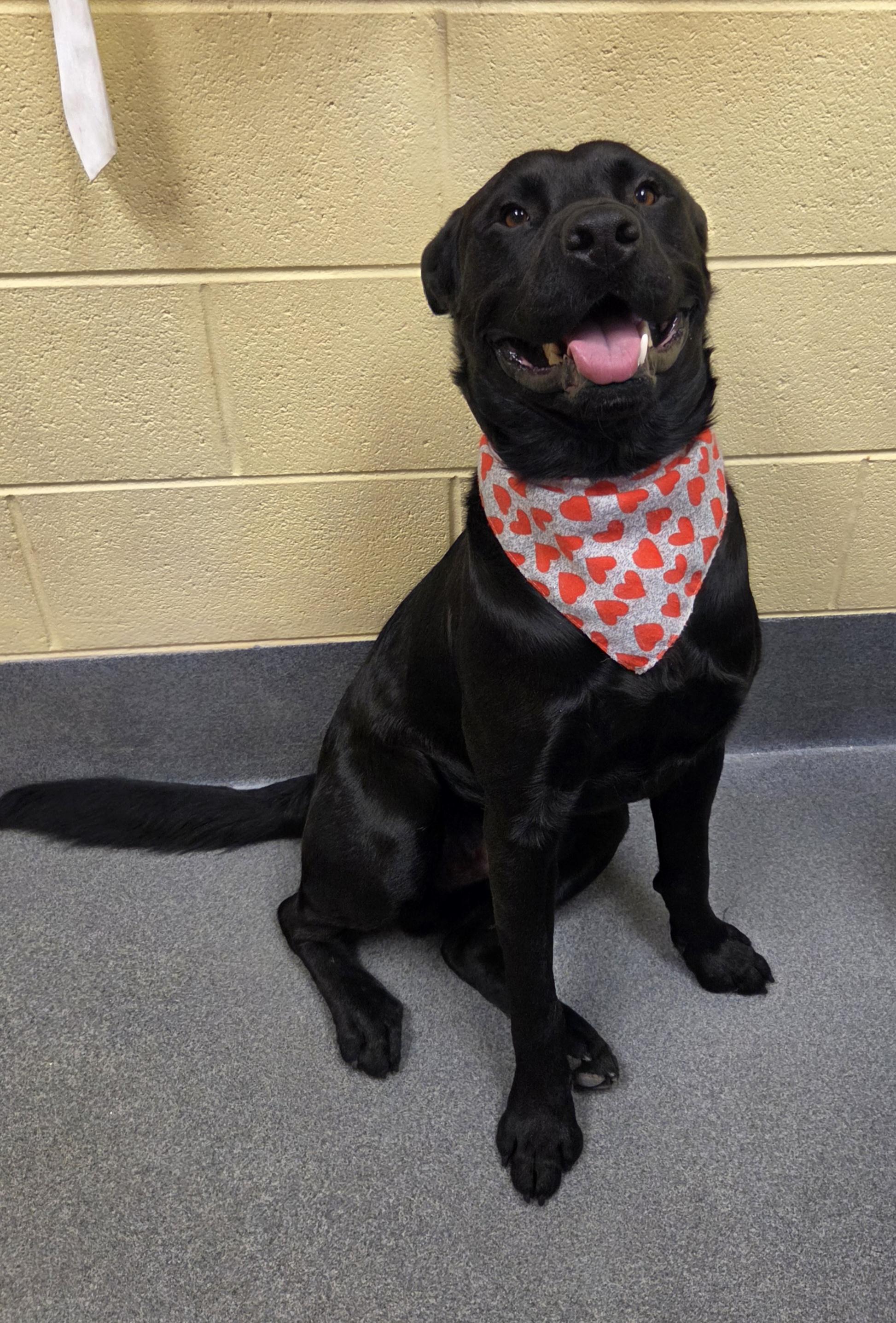 Enlarge Obsessed with Obsidian, a Adoptable mixed breed in Amherst, VA image 5/6
