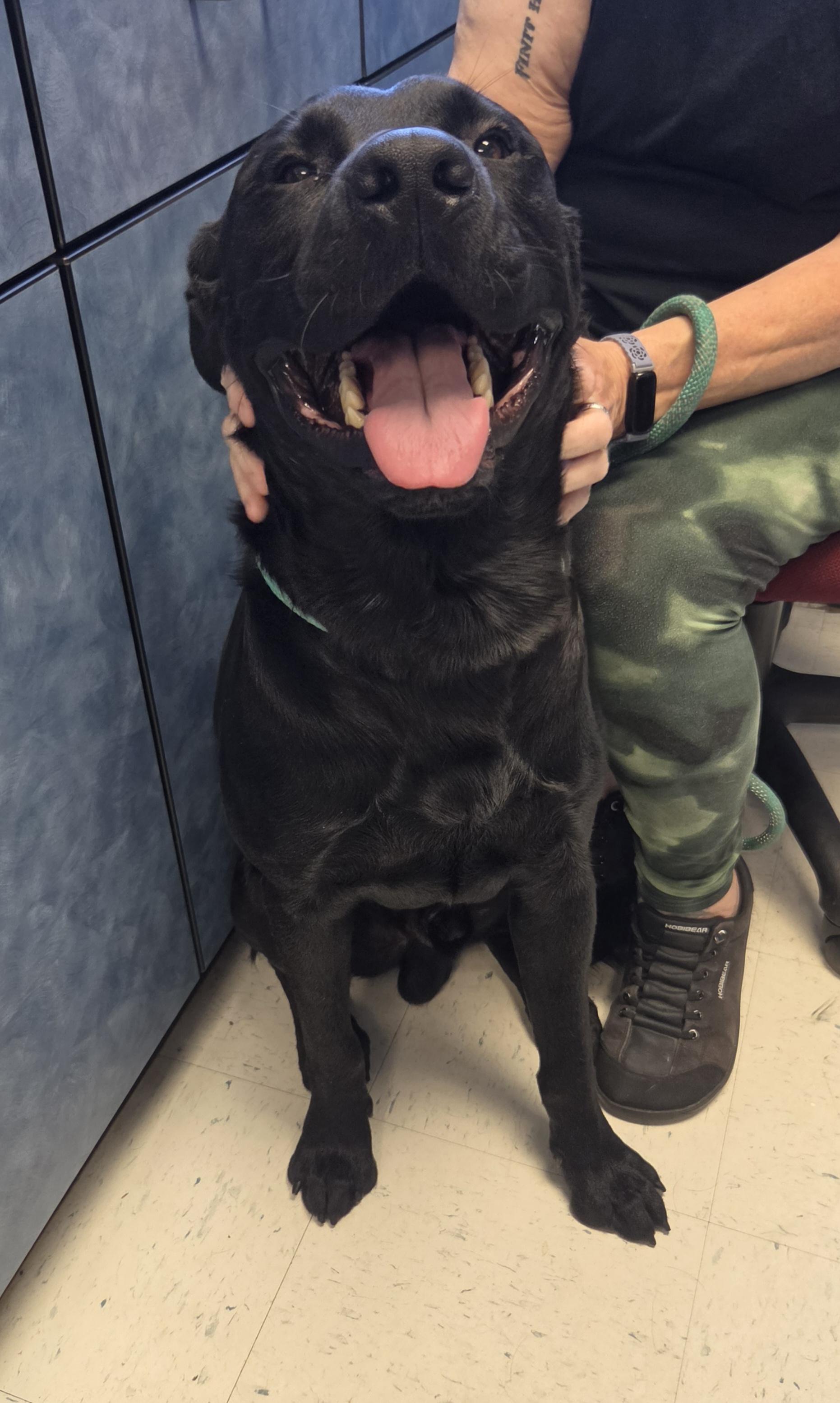 Obsessed with Obsidian, Adoptable, Adult Male Black Labrador Retriever & Labrador Retriever.